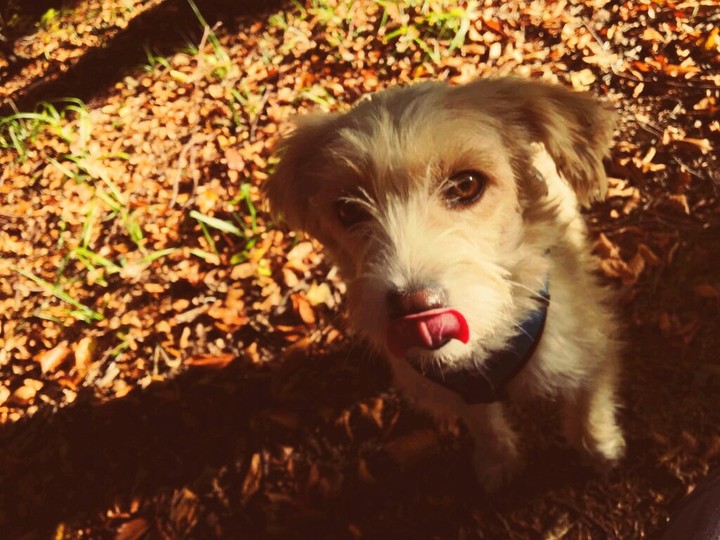 ...im Herbstlaub.....