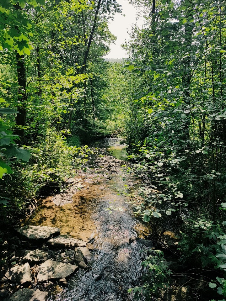 Wald