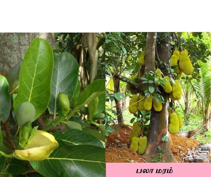 பாழா மரம்