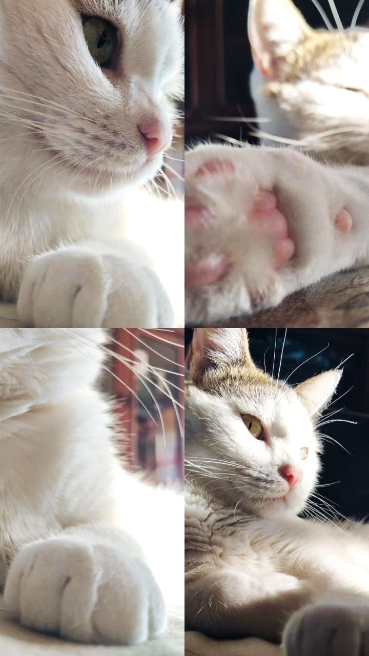 эстетика кота