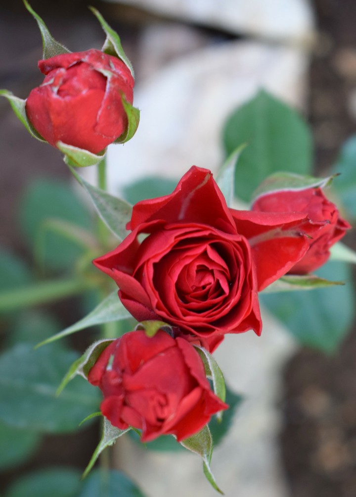 rosa