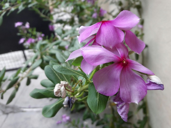 Flower