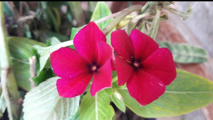 flor vermelha