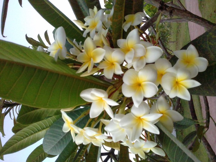 Flores delicadas