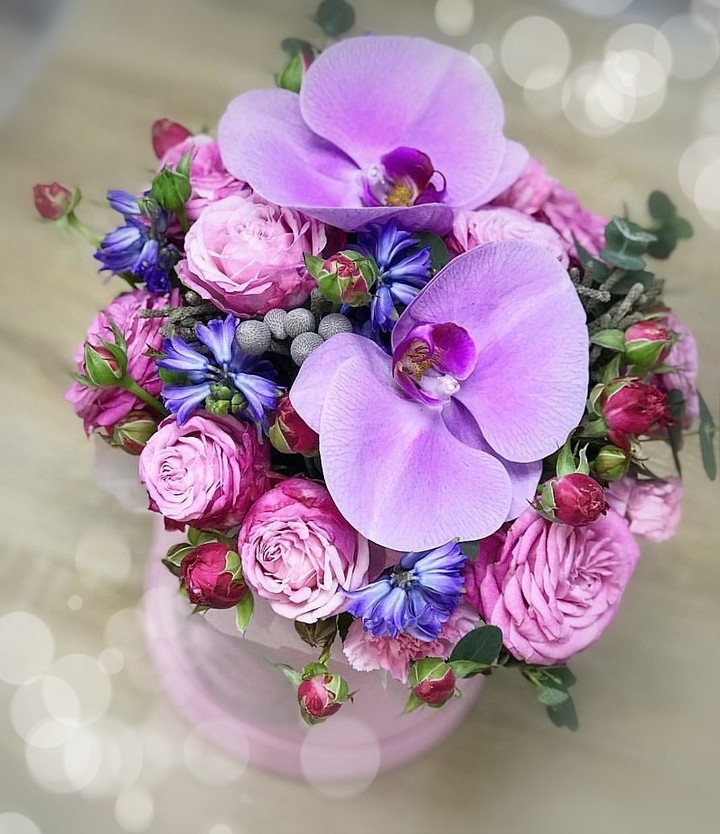 Orchidea