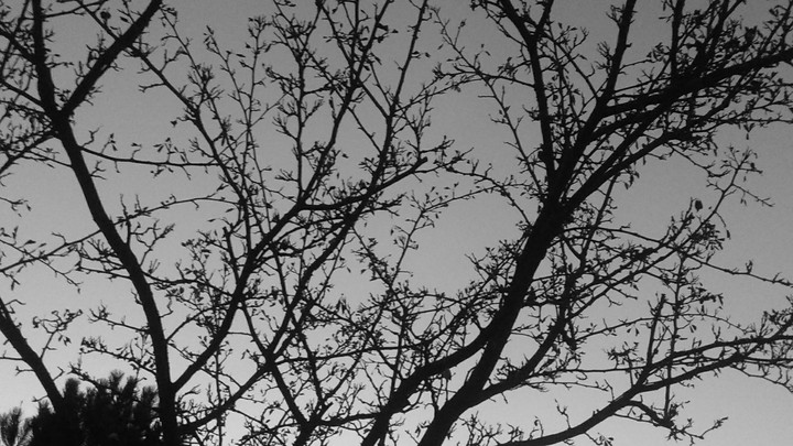 tree