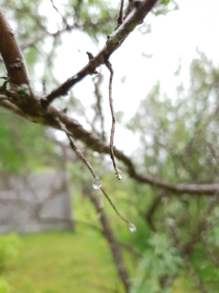 drops