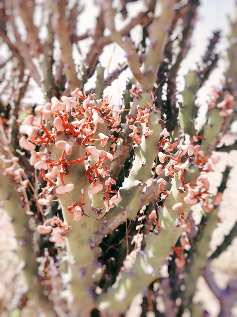 flowers???????