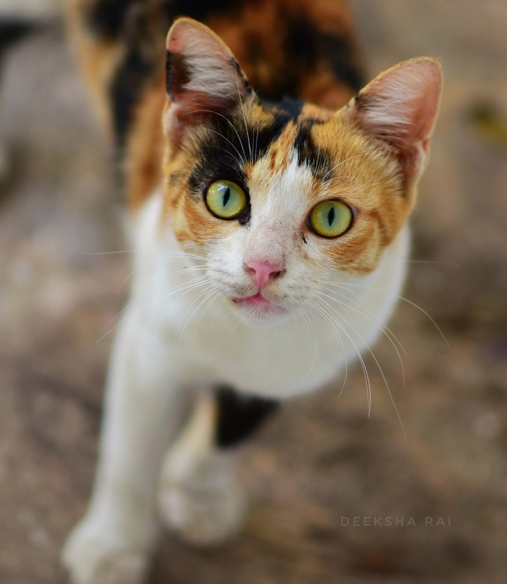 cat