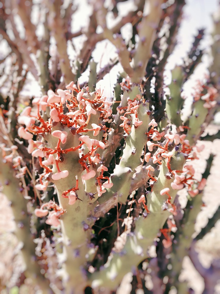flowers???????