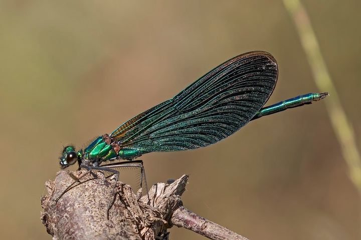 demoiselle