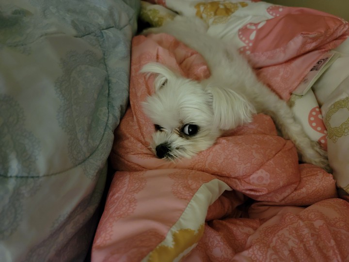 sleepy dog