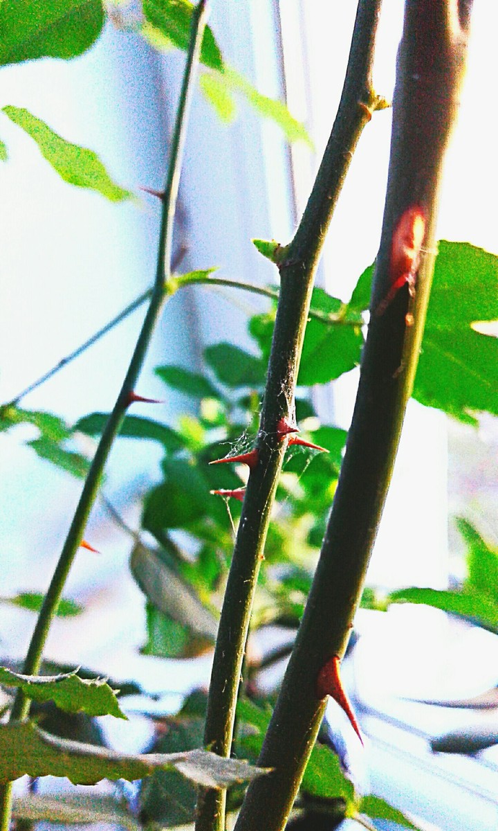 Branch