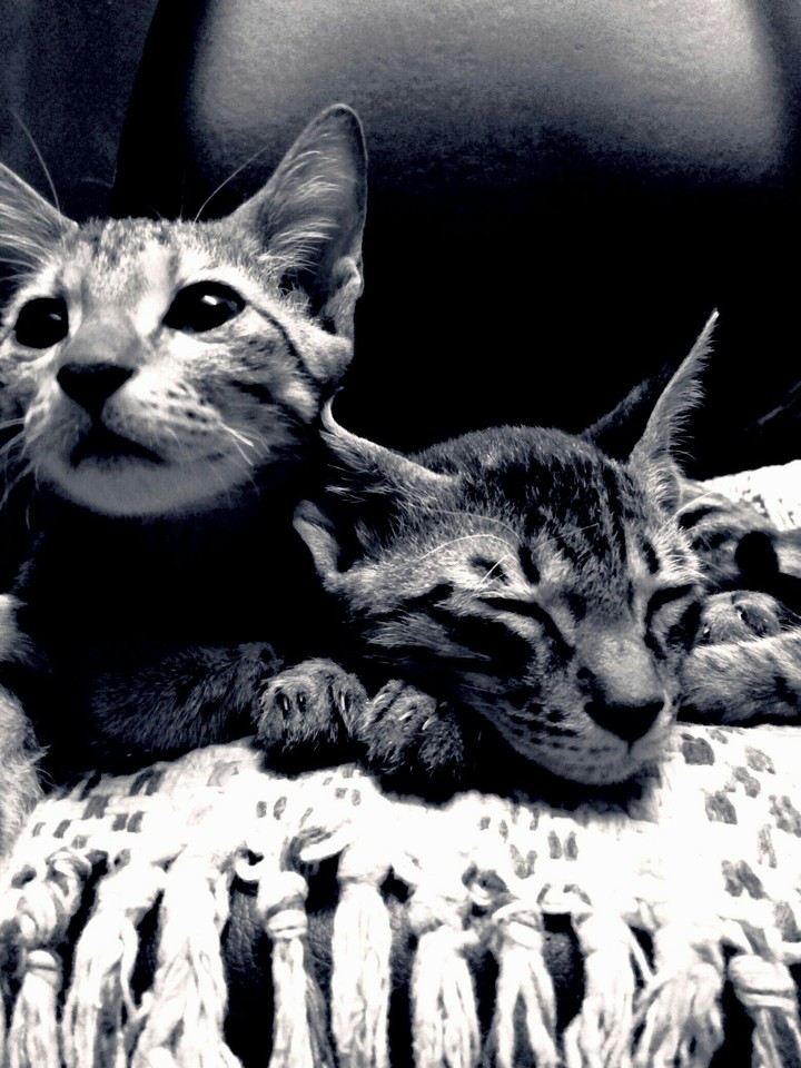 cats