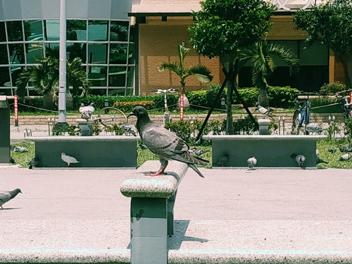 pigeon