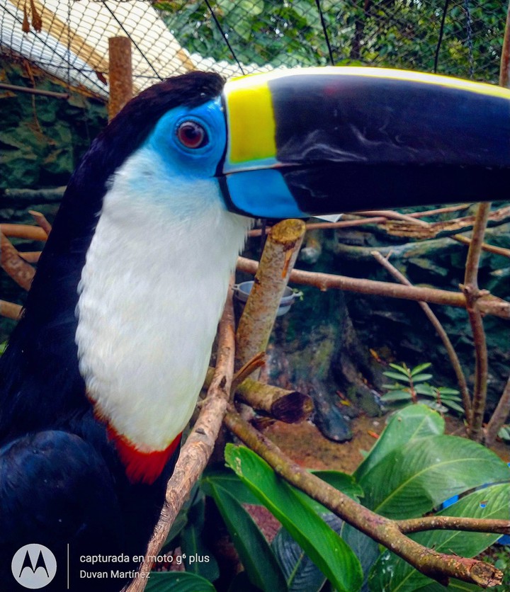 Tucan