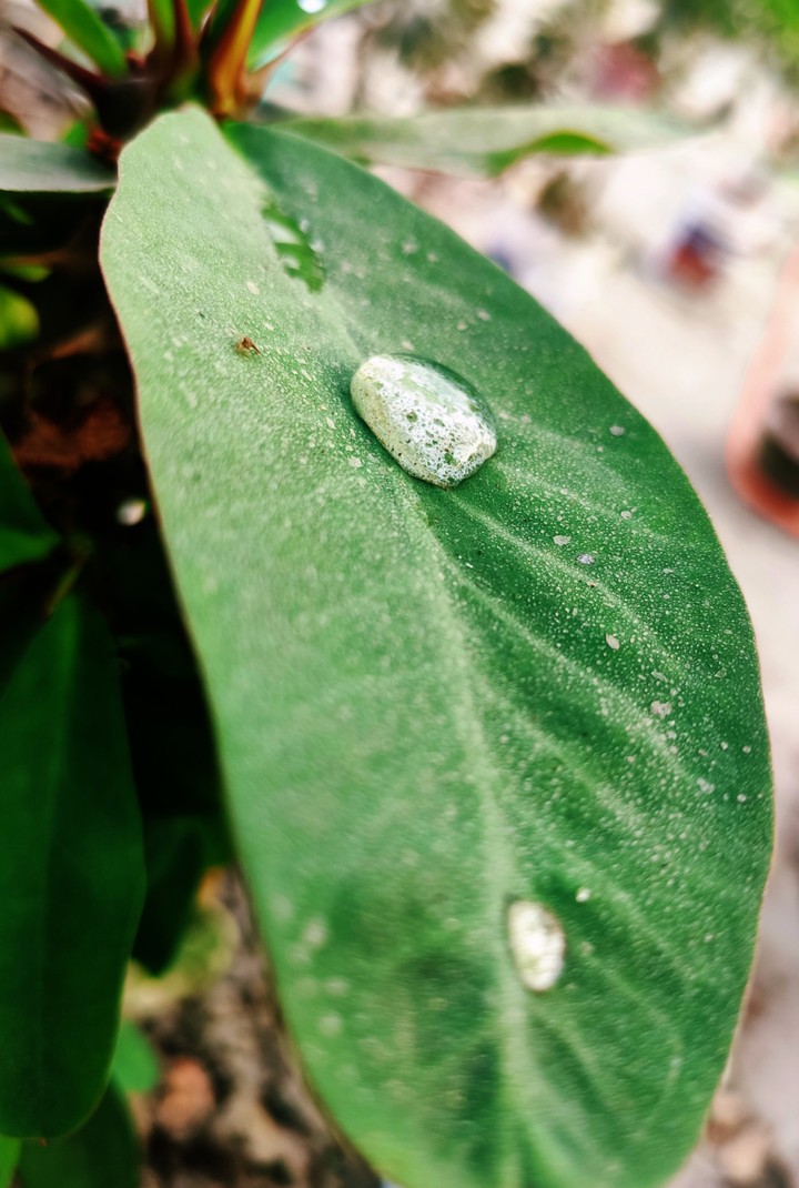 green leaf ??