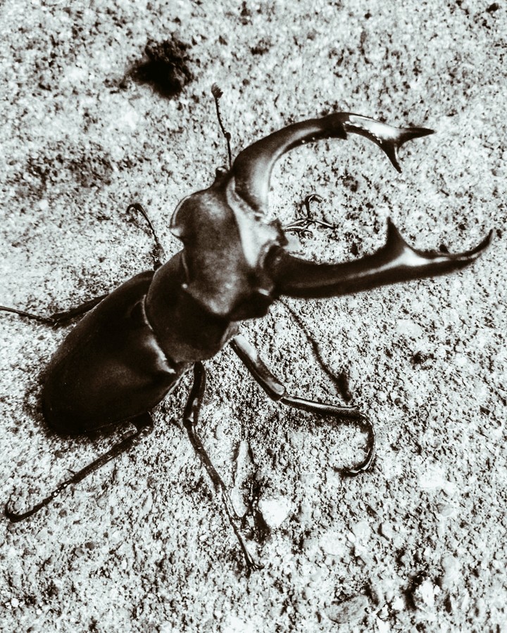 Beetle Defense