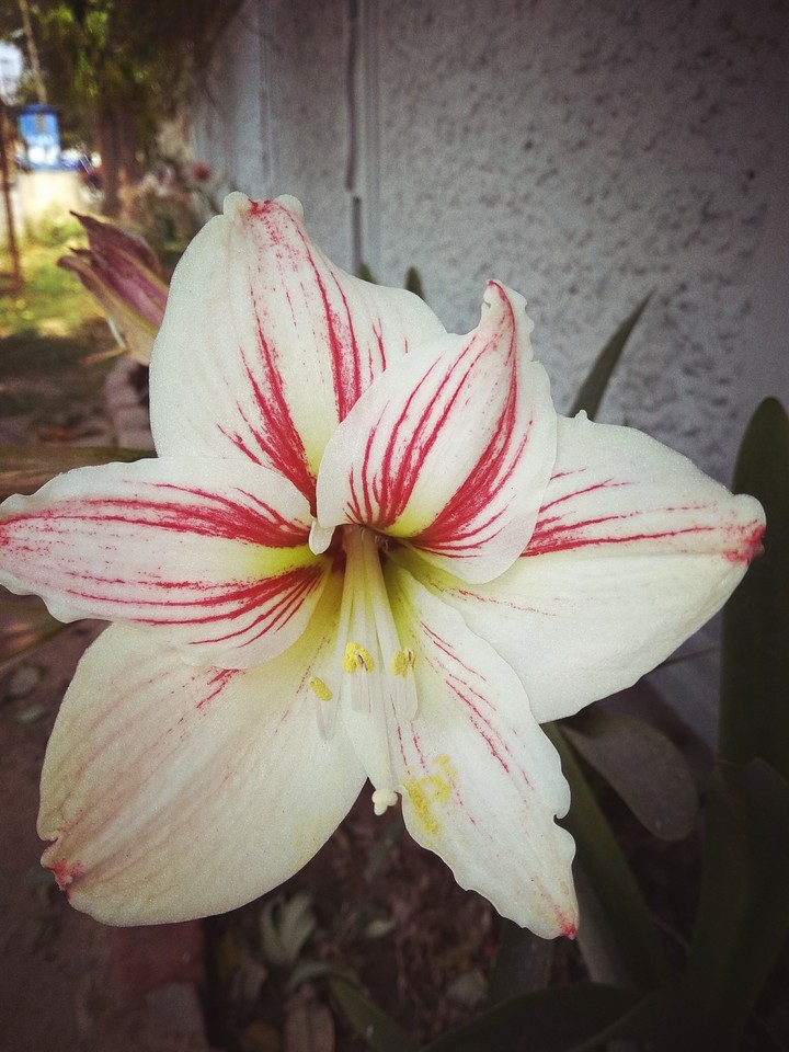 This flower gives the feel of cool during hot indian summer