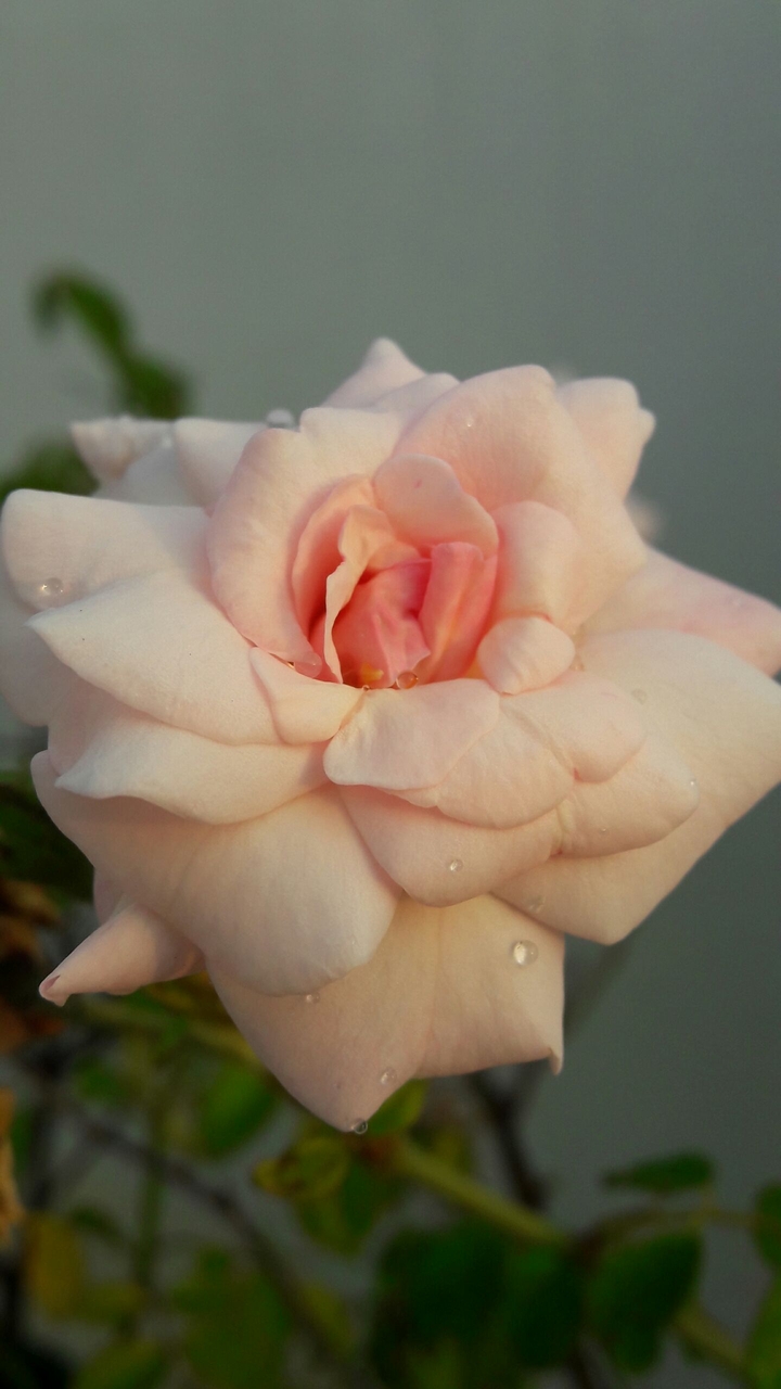rose
