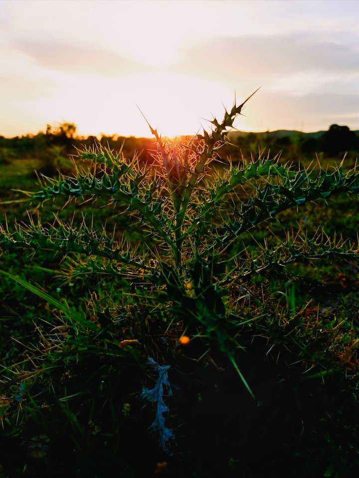 Evening Shot