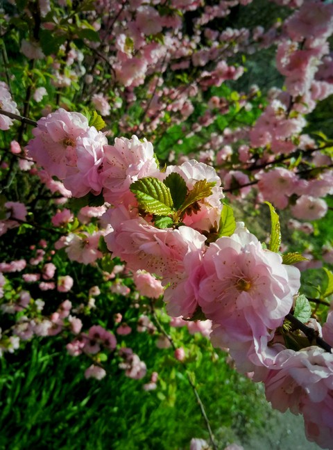 Little pink flowers