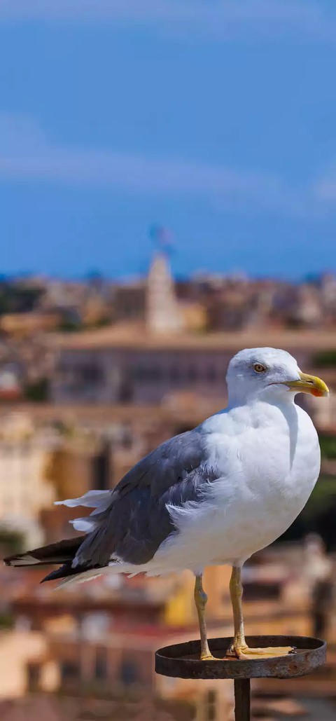 pegion