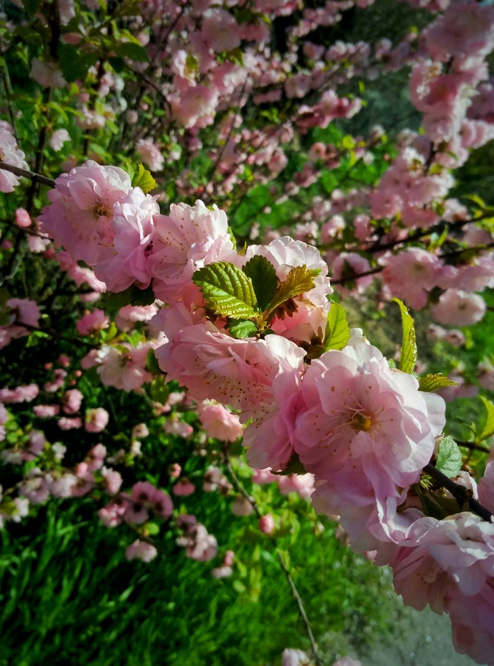 Little pink flowers