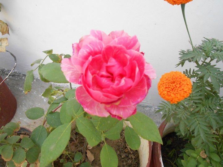 FLOWER
