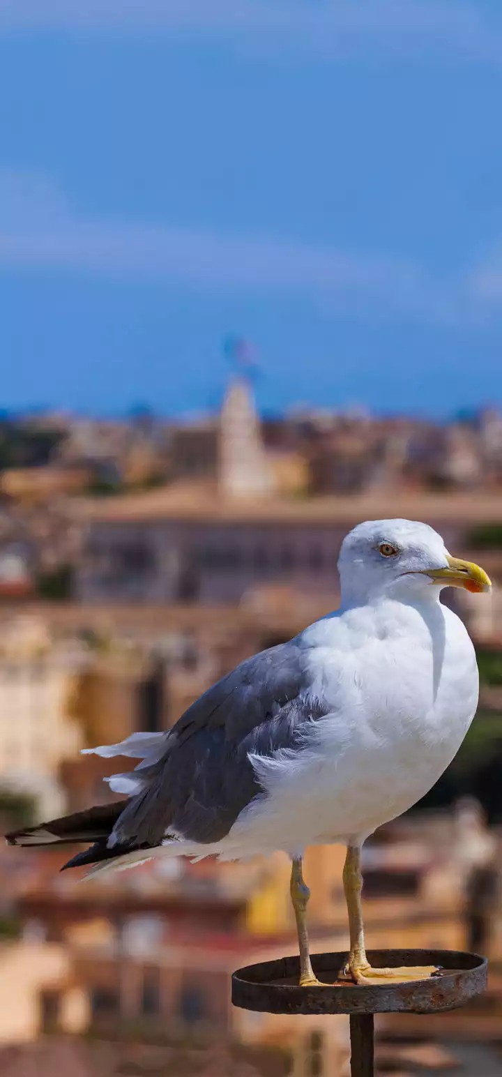 pegion