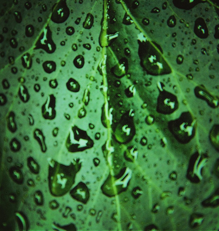 Rain on a leaf