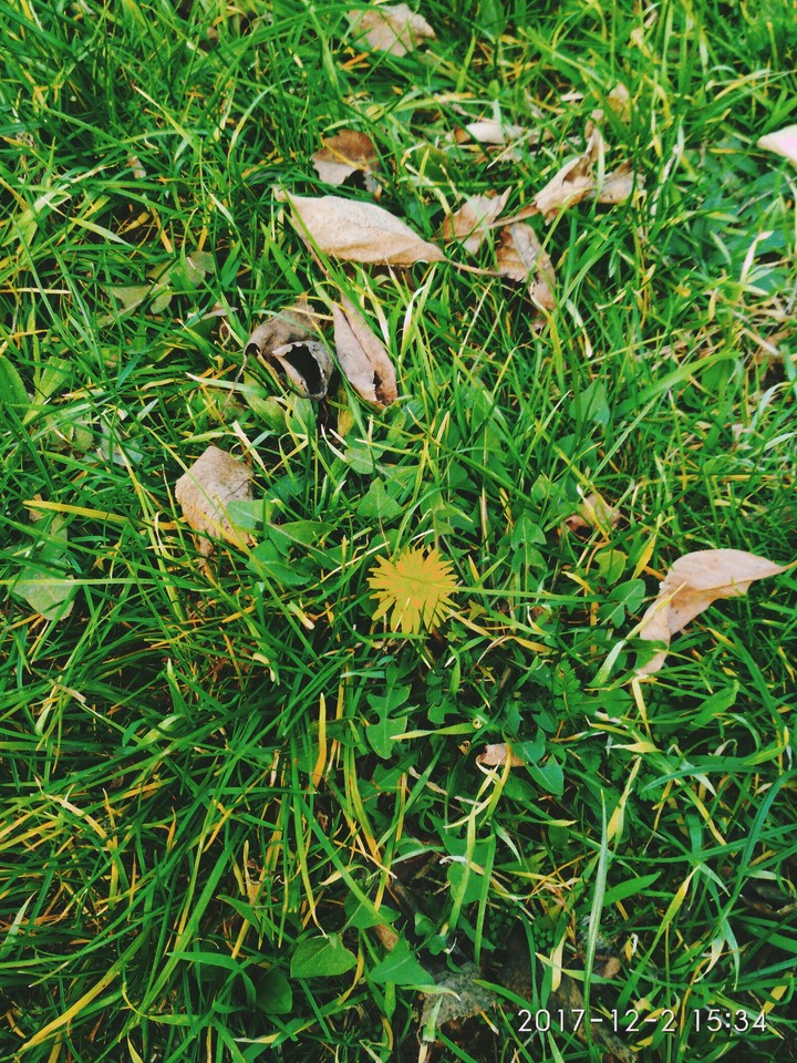 dandelion & grass