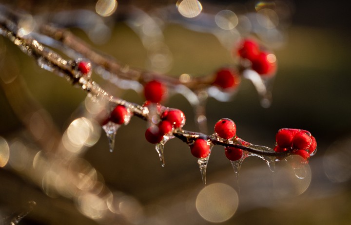 Winterberries in ice