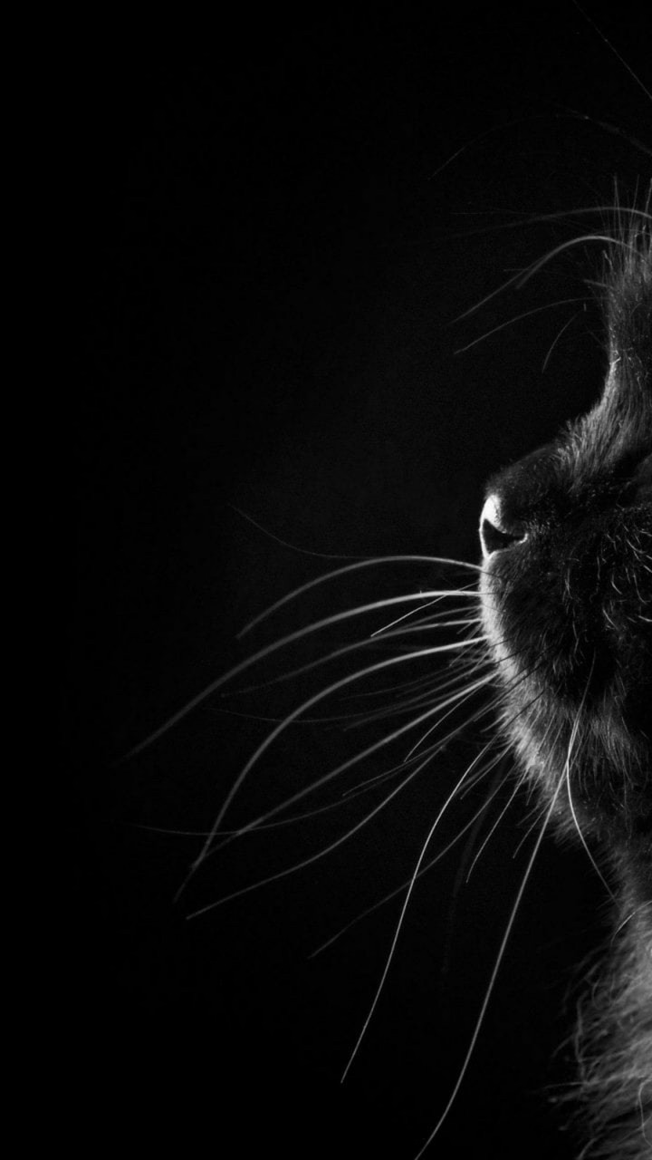 котик