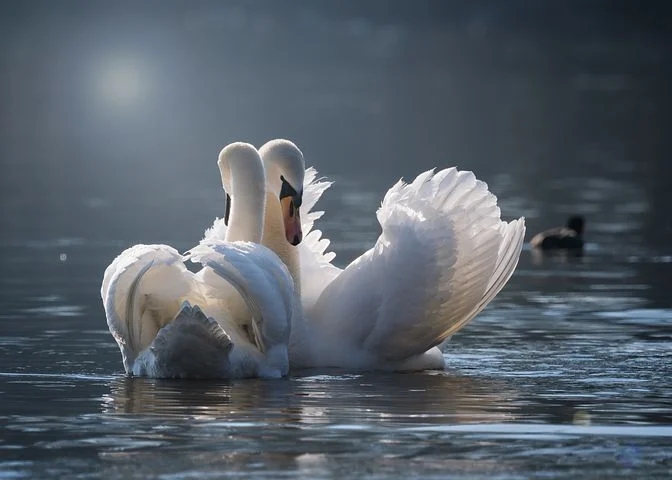 ✨✨