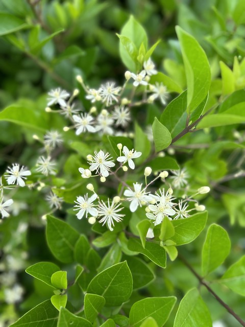 groundcover, subshrub Hintergrundbilder