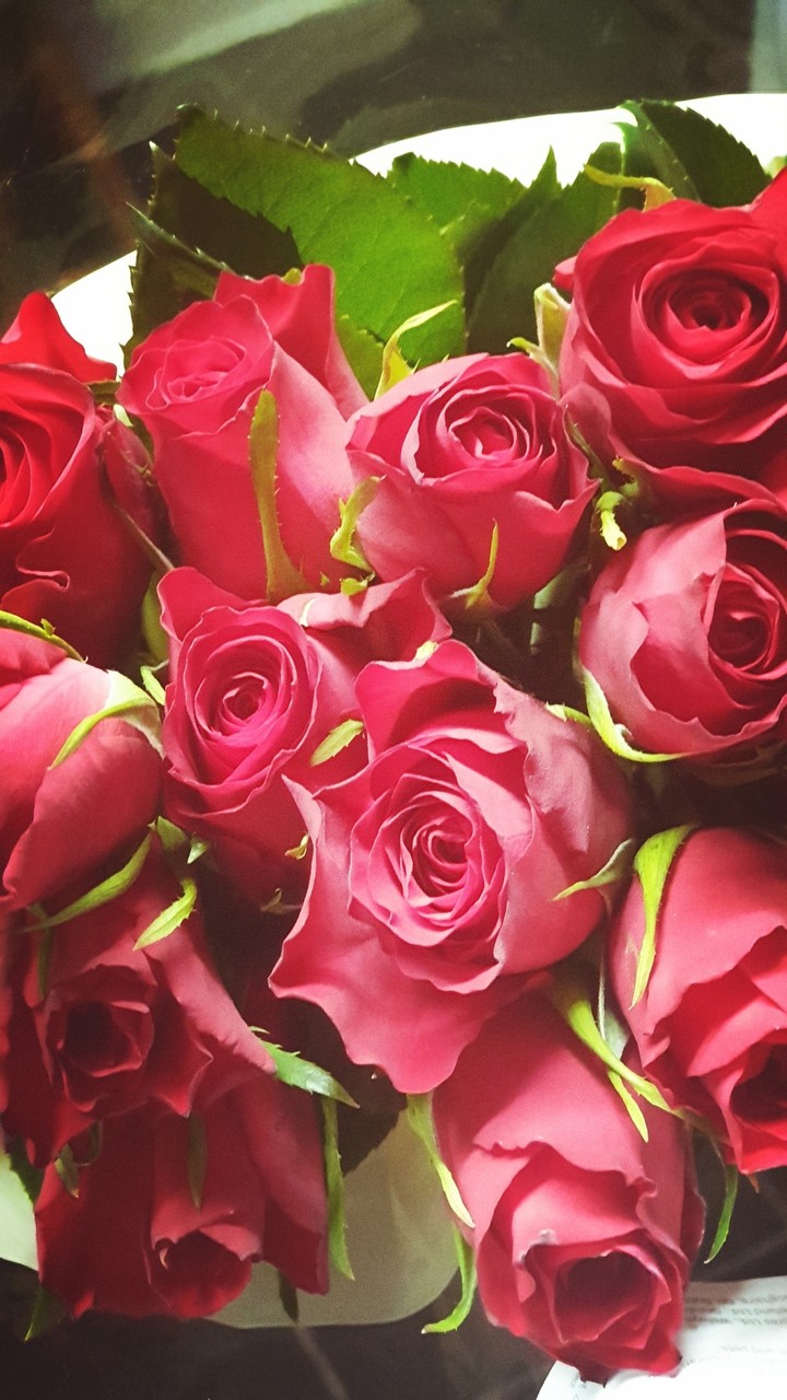 roses