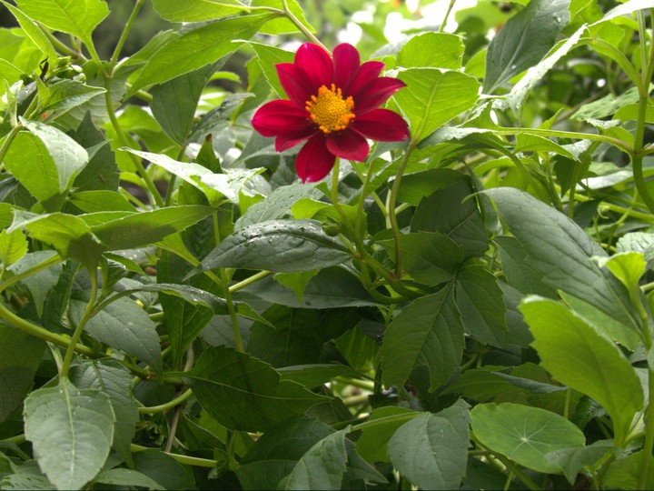 flowers
