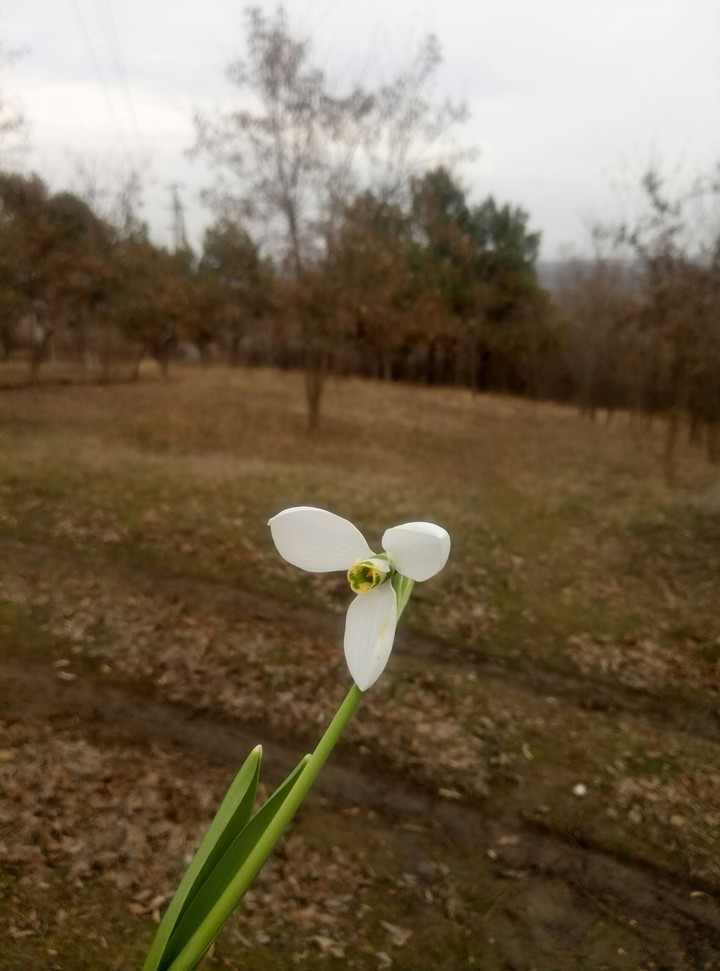 Весна пора подснежников