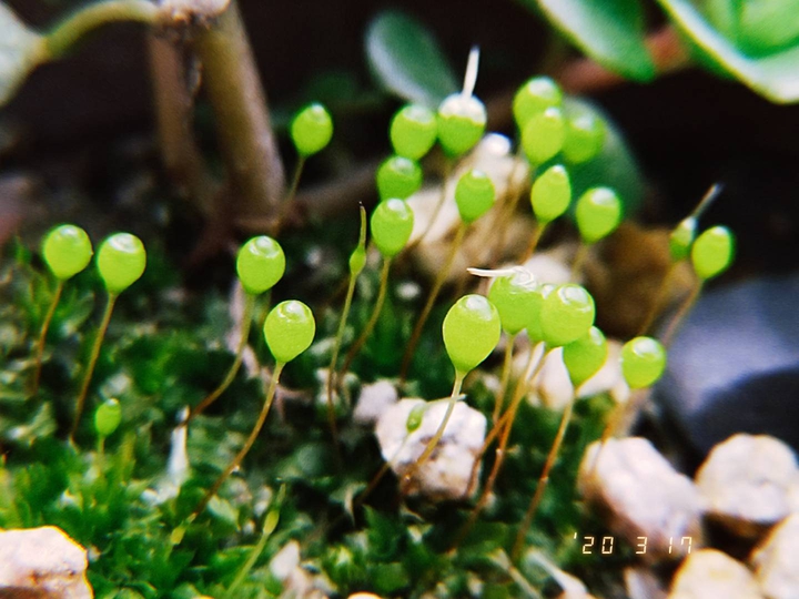 Moss spores