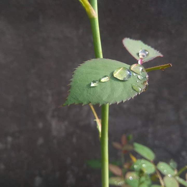 Dewdrops