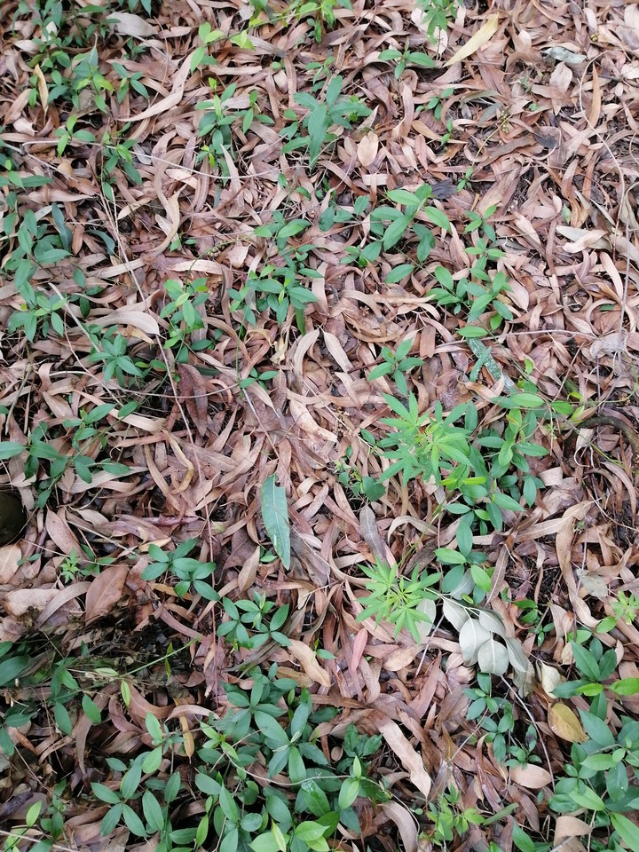 leaves