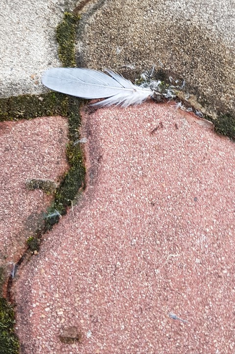 기털