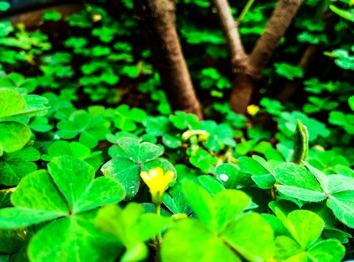 flowers and leaves