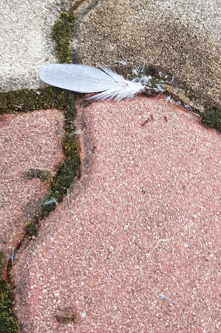 기털