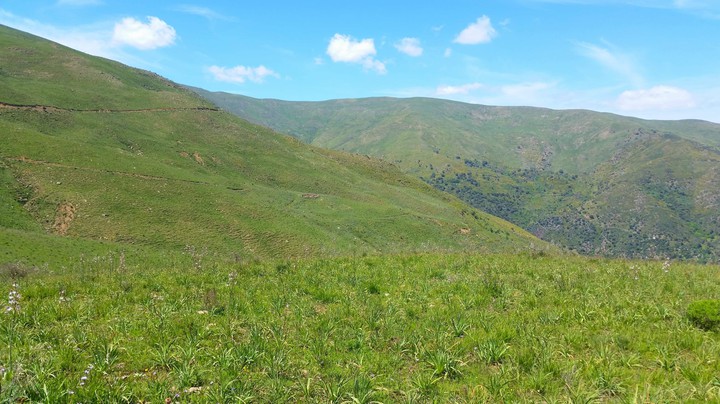 verdure de kabylie