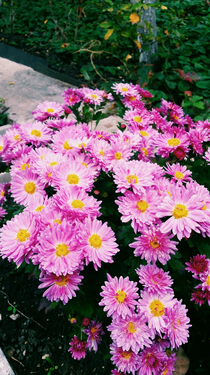 pink