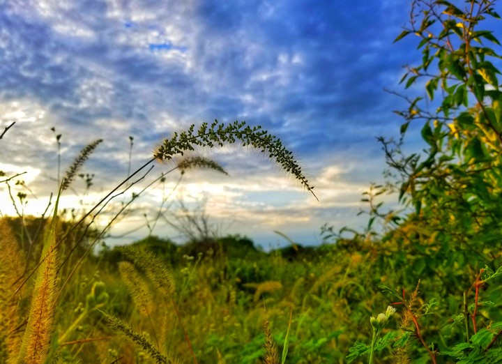 SELVA BAJA, EN LA SAN LORENZO, GRO.
