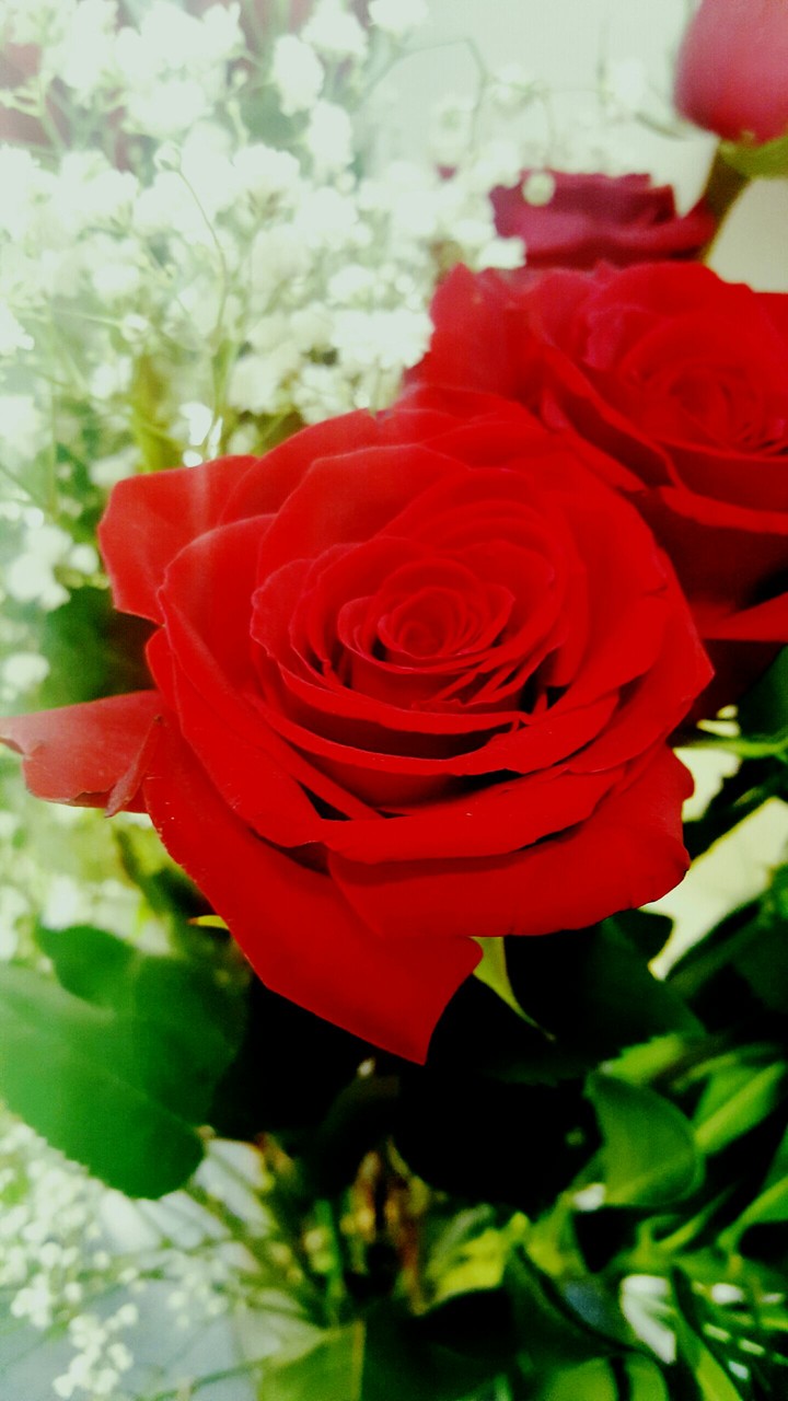 Roses are red.