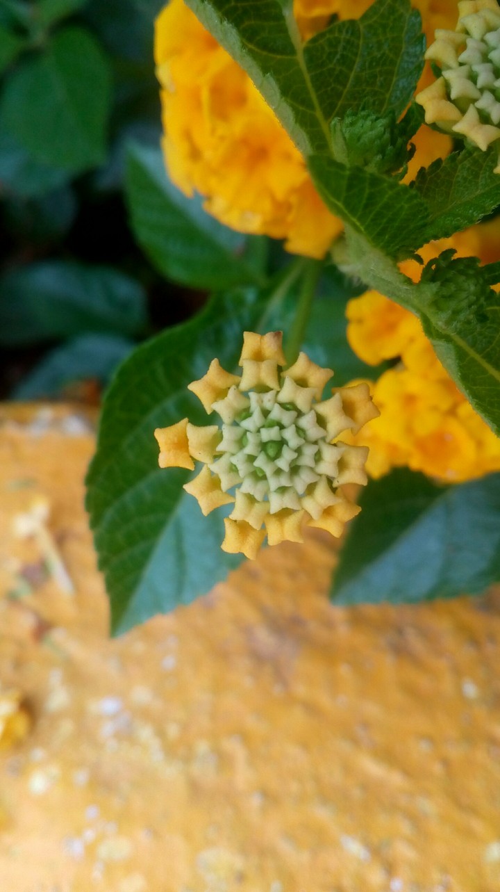 Tiny flower ²